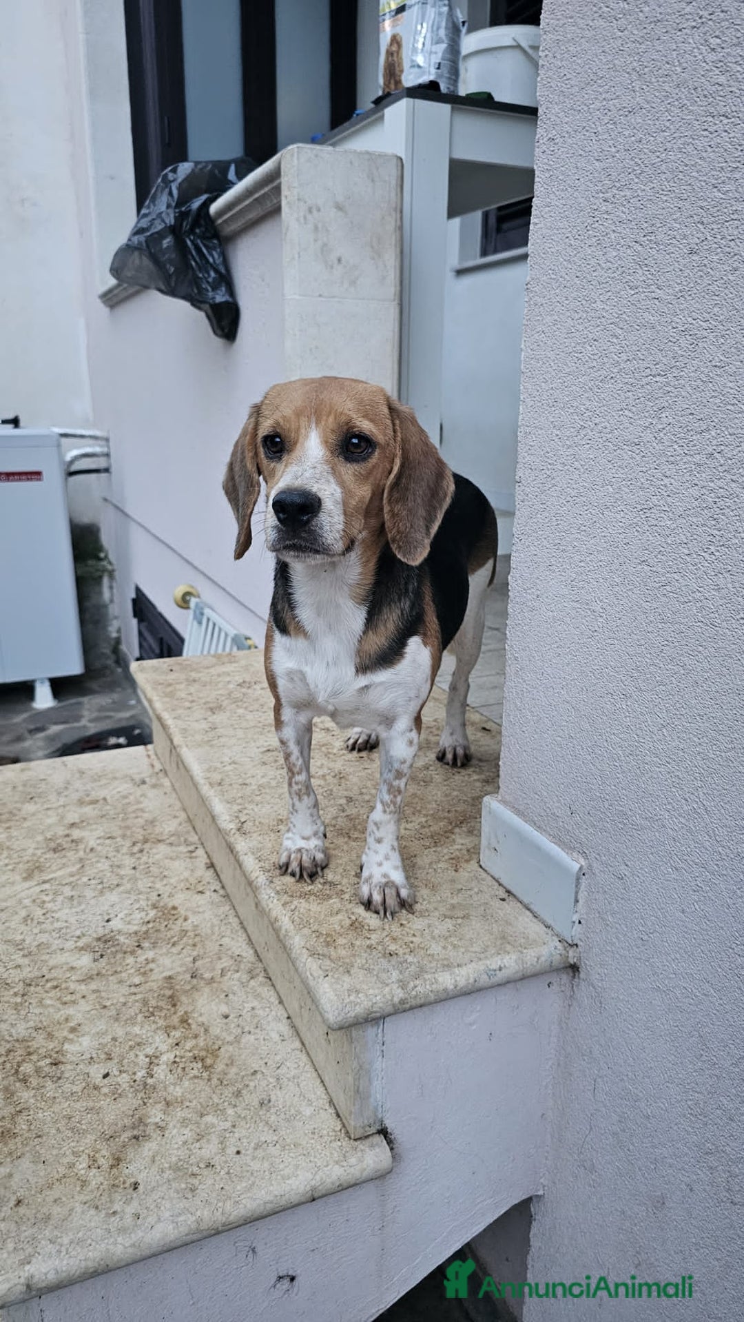 Altre razze cani in regalo: JOLIE  - Annuncio 3