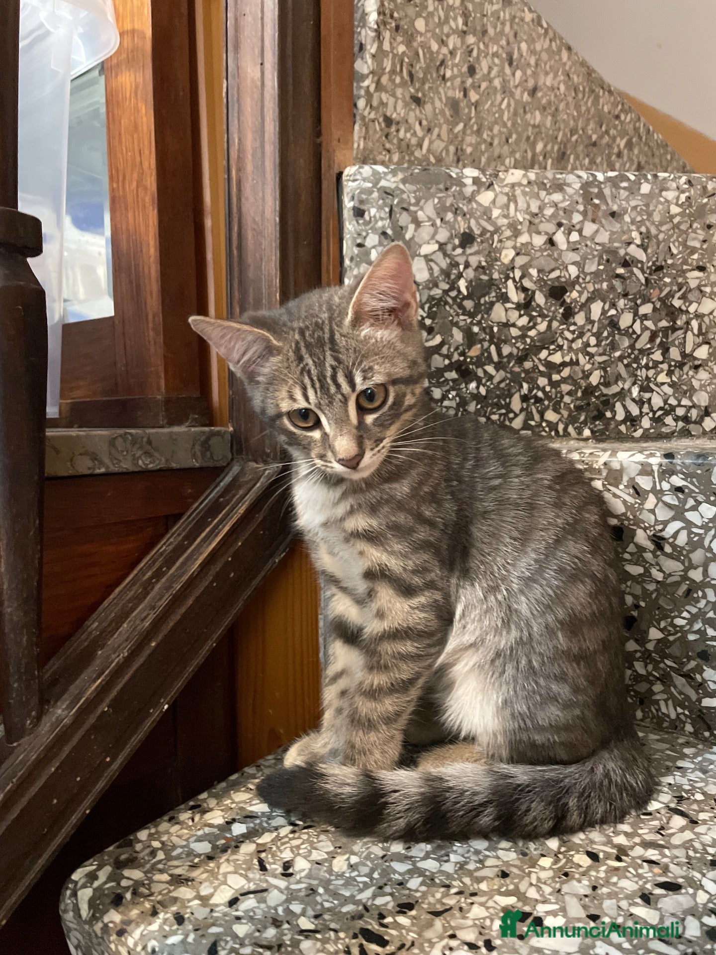 Meticcio gatti Gattino grigio  - Annuncio 5