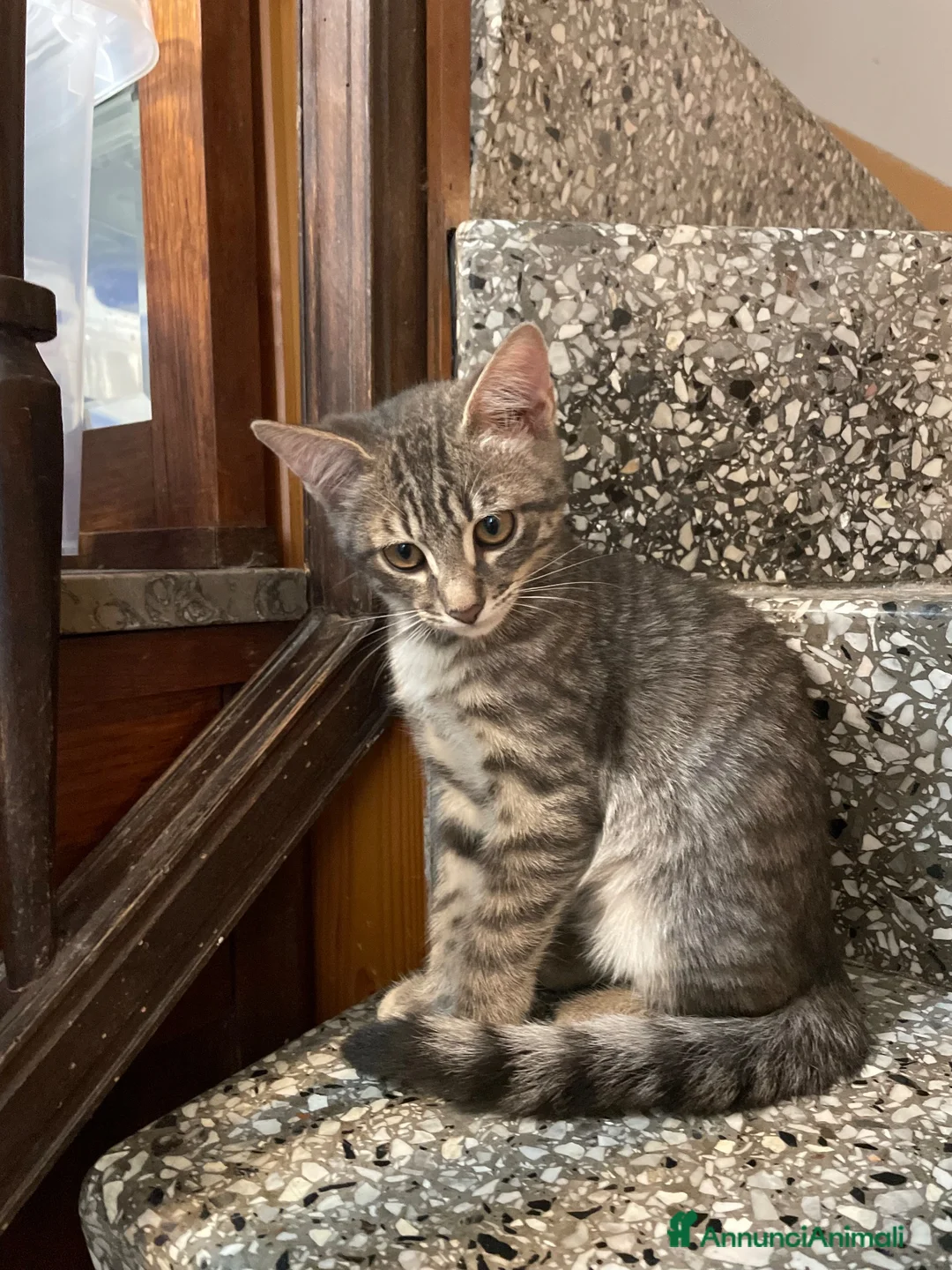 Meticcio gatti in vendita: Gattino grigio  - Annuncio 1