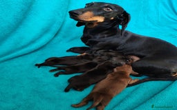 Bassotto cani in vendita: Cuccioli bassotti nani selezionati  a Provincia di Ferrara - Immagine 2