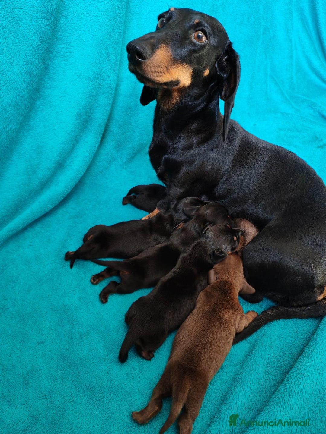 Bassotto cani in vendita: Cuccioli bassotti nani selezionati  a Provincia di Ferrara - Immagine 2
