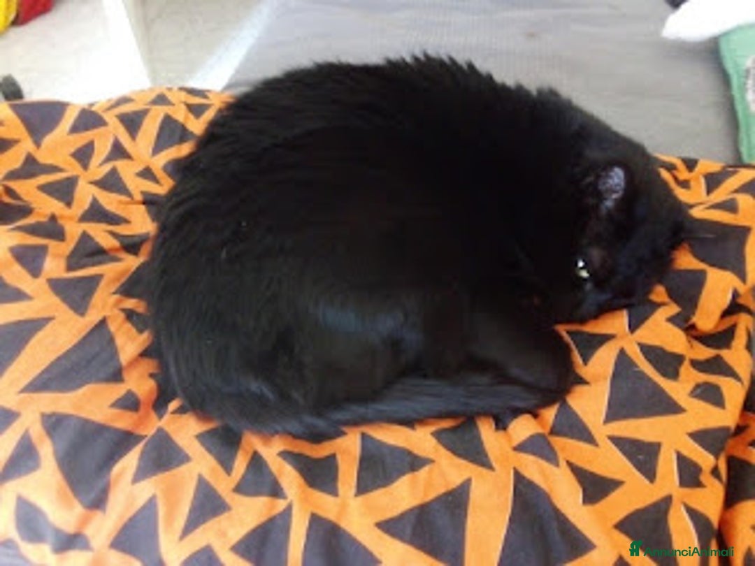 Europeo gatti in regalo: PICCOLO CONNOR 5 MESI DI DOLCEZZA - Annuncio 14