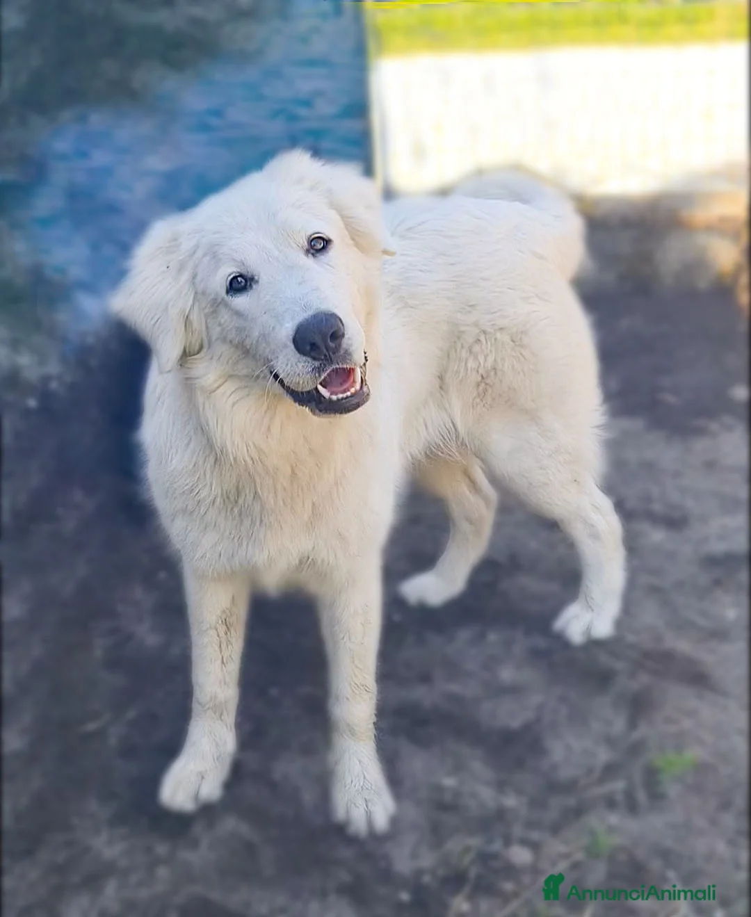 Pastore Maremmano cani in regalo: Sophie cucciolona giocherellona - Annuncio 10
