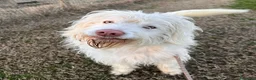 Meticcio cani in regalo: TRADITO DA CHI AMAVA! 2 ANNI a Provincia di Ferrara - Annuncio 7