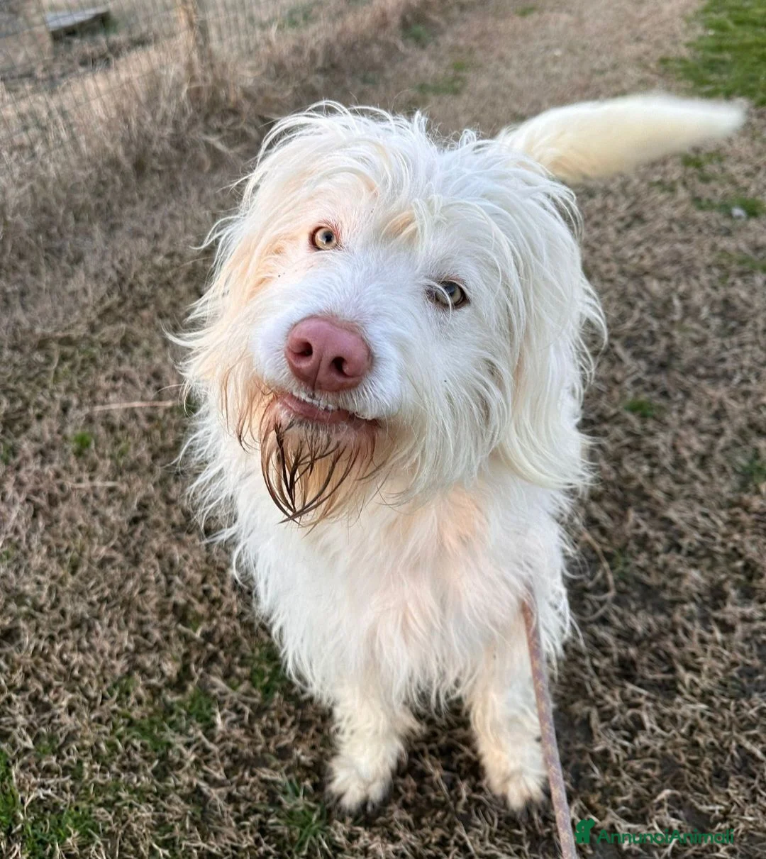 Meticcio cani in regalo: TRADITO DA CHI AMAVA! 2 ANNI a Provincia di Ferrara - Annuncio 7