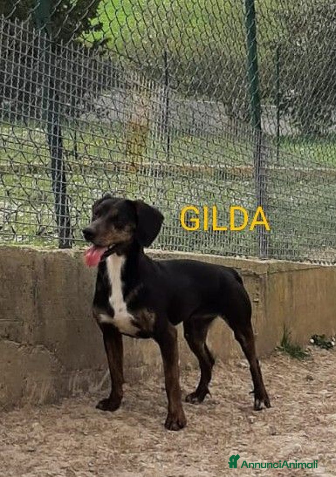 Segugio cani in regalo: GILDA buona con tutti i cani - Annuncio 3