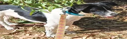 Meticcio cani in regalo: tommy cagnolino socievolissimo - Annuncio 10