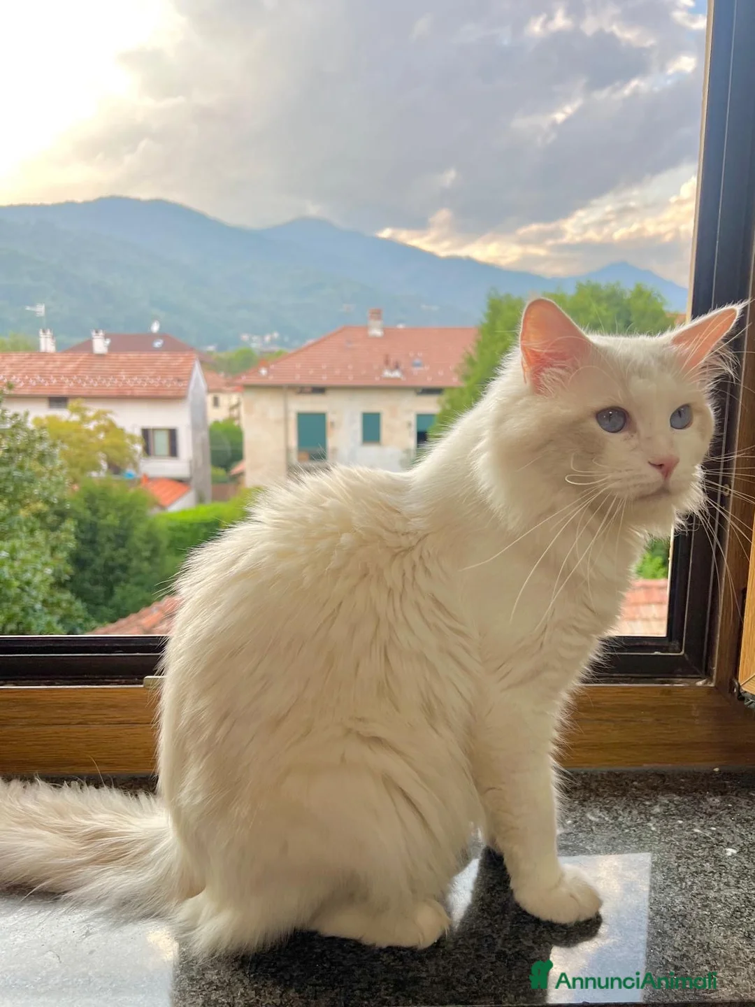 Ragdoll gatti in vendita: cucciolo ragdoll disponibile - Annuncio 12