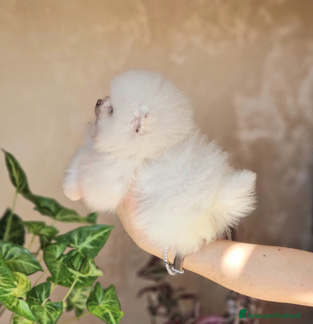 Spitz cani in vendita: Spitz tedesco NANO ( POMERANIA  ) a Provincia di Monza e della Brianza - Annuncio 3