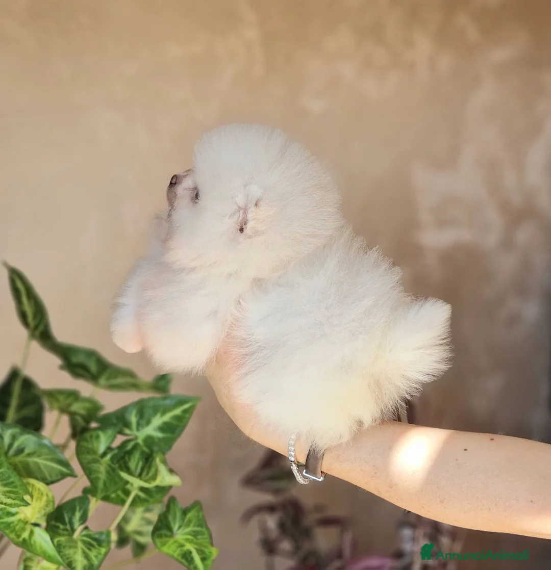 Spitz cani in vendita: Spitz tedesco NANO ( POMERANIA  ) - Annuncio 1