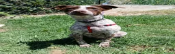 Meticcio cani in regalo: Matisse 8 mesi taglia piccola  - Annuncio 3