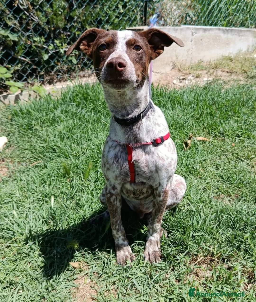 Meticcio cani in regalo: Matisse 8 mesi taglia piccola  - Annuncio 3