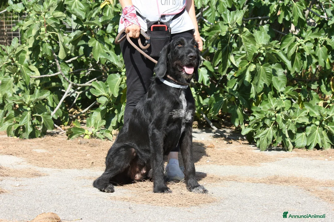 Drahthaar cani in regalo: Astrid stupenda drahthaar in adozione  - Annuncio 2