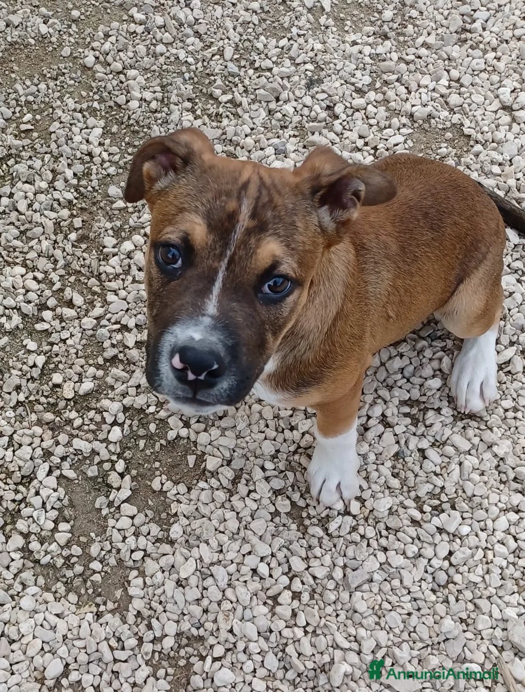 Pitbull cani in regalo: IL SIMPATICO CHOCO a Città metropolitana di Roma Capitale - Annuncio 1