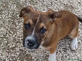 Pitbull cani IL SIMPATICO CHOCO a Città metropolitana di Roma Capitale - Annuncio 3
