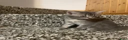 Meticcio gatti in vendita: Gattina giocosa  - Annuncio 8