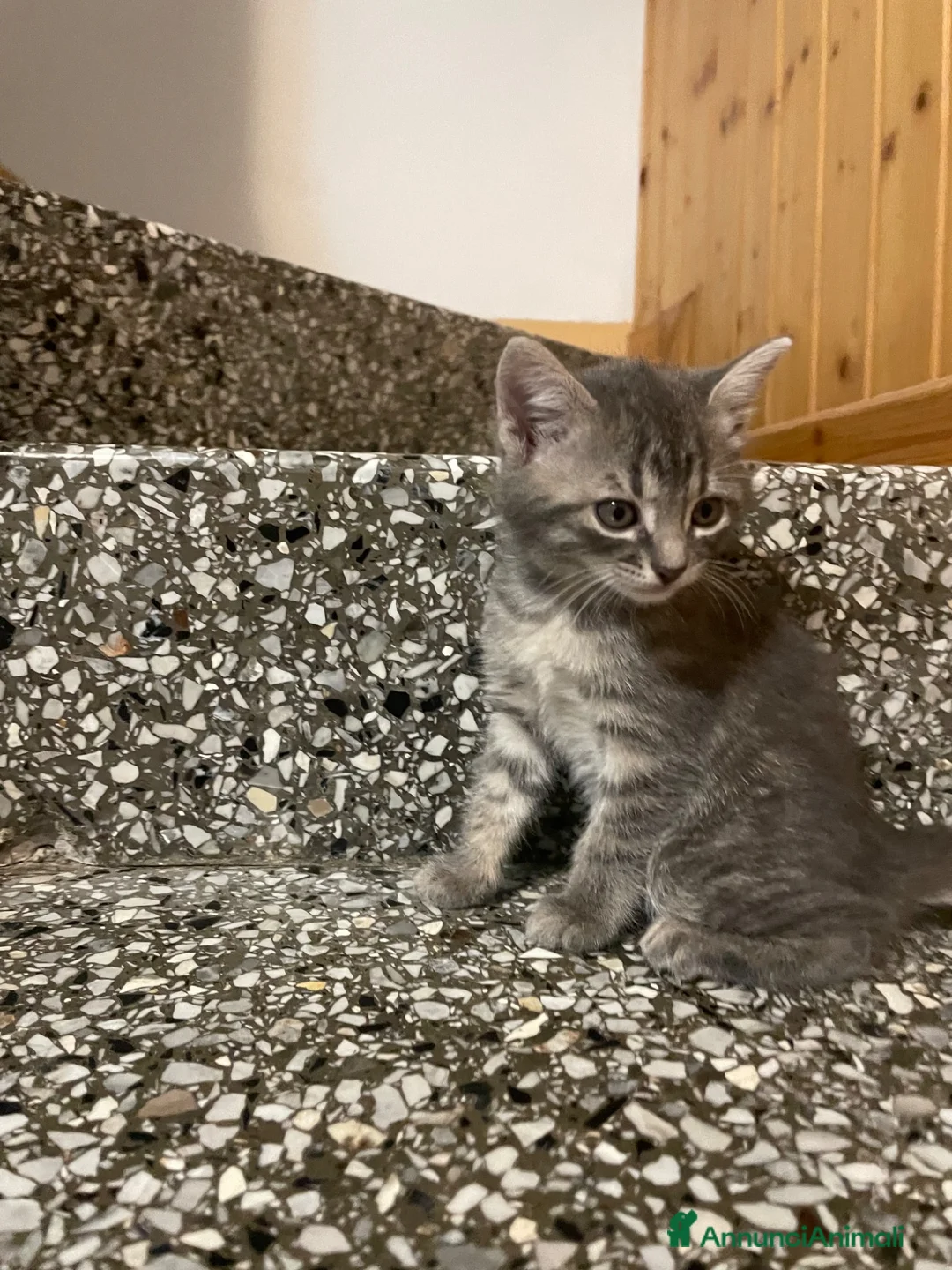 Meticcio gatti in vendita: Gattina giocosa  - Annuncio 8