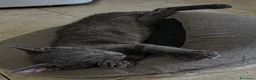 Maine Coon gatti in vendita: Cuccioli Maine Coon a Provincia di Macerata - Annuncio 6