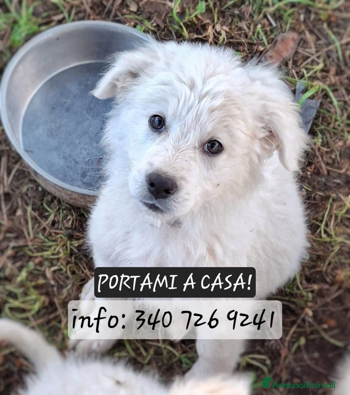 Meticcio cani KORA 🩷 - cucciola mix pastore, abbandonata 😢🥺 - Annuncio 21