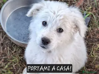 Meticcio cani KORA 🩷 - cucciola mix pastore, abbandonata 😢🥺 - Annuncio 21