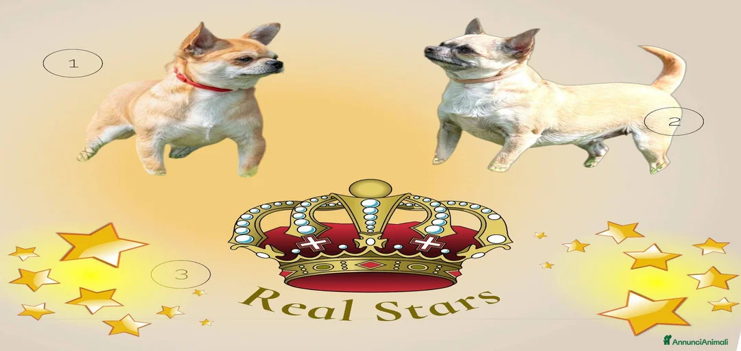 Immagine della galleria {{count}}