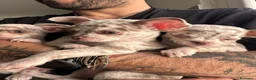 Chihuahua cani in vendita: Cuccioli chihuahua con il manto Arlecchino  a Provincia di Pavia - Annuncio 15