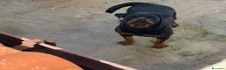 Rottweiler cani in vendita: Cuccioli rottweiller - Annuncio 3