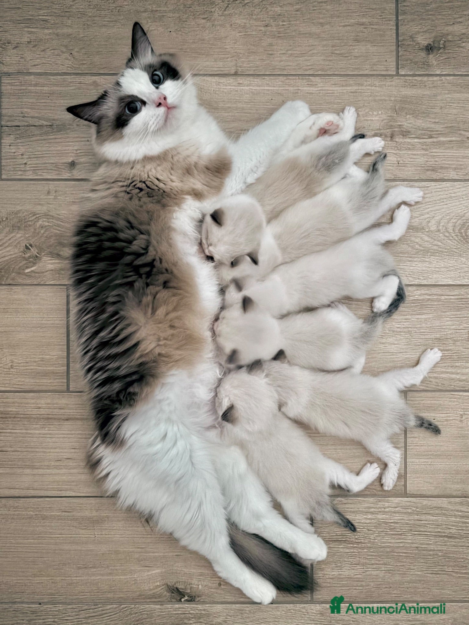 Ragdoll gatti in vendita: Cuccioli Ragdoll con pedigree  - Annuncio 1