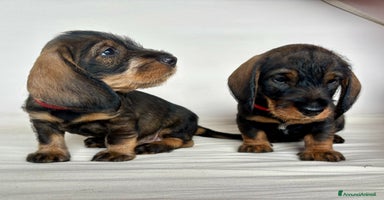 Bassotto cani a Provincia di Varese - Annuncio 7