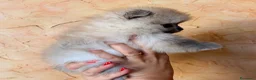 Volpino Pomerania cani in vendita: Cuccioli di Pomerania nano  - Annuncio 16