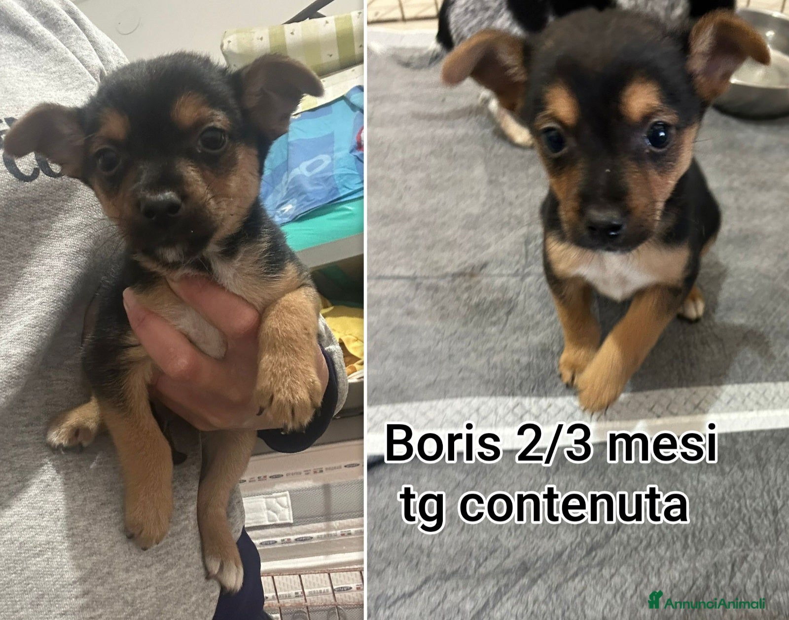 Meticcio cani CANI TAGLIA PICCOLA E CONTENUTA  - Annuncio 5