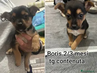 Meticcio cani CANI TAGLIA PICCOLA E CONTENUTA - Annuncio 5