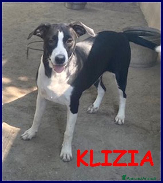 Meticcio cani KLIZIA allegra e simpaticissima - Annuncio 34