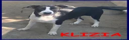 Meticcio cani in regalo: KLIZIA allegra e simpaticissima - Annuncio 1