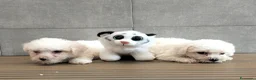 Bichon cani in vendita: Bichon a pòil frisè - Annuncio 2