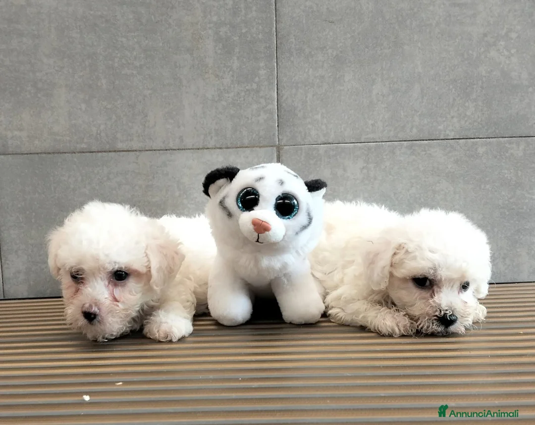 Bichon cani in vendita: Bichon a pòil frisè - Annuncio 2