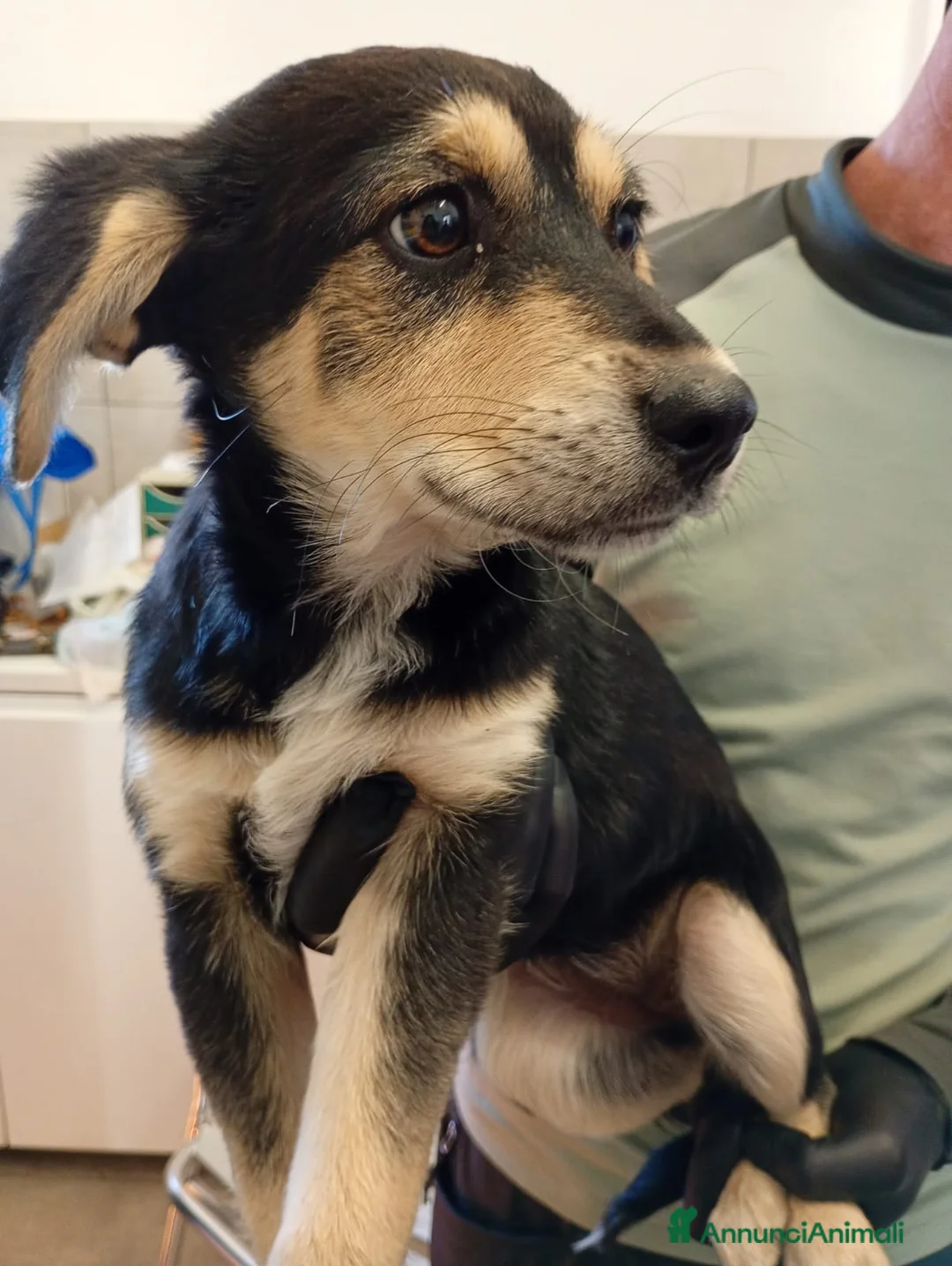 Meticcio cani in regalo: Freddy - Annuncio 2