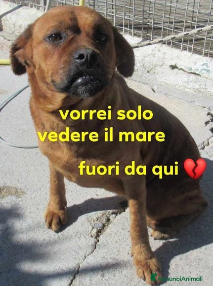 Meticcio cani LISA timidina ma tanto buona - Annuncio 11