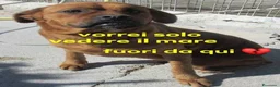 Meticcio cani in regalo: LISA timidina ma tanto buona - Annuncio 1