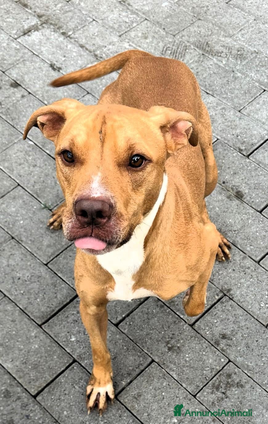 Meticcio cani CLYDE PIT BULLINO - Annuncio 4