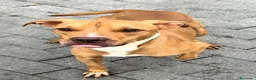 Meticcio cani in regalo: CLYDE PIT BULLINO - Annuncio 1