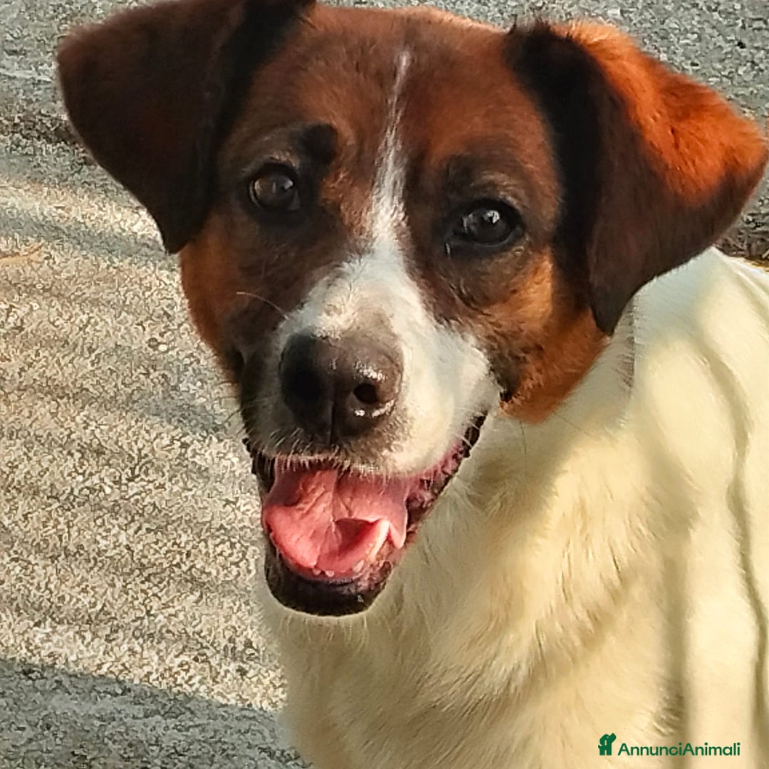 Meticcio cani in regalo: ALMA, CAGNA PEZZATA - Annuncio 8