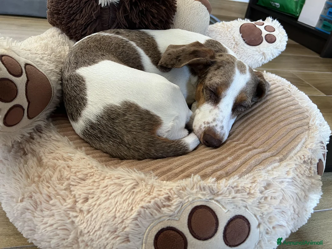 Bassotto cani per accoppiamento: Si ricerca bassotto maschio per monta. - Annuncio 12