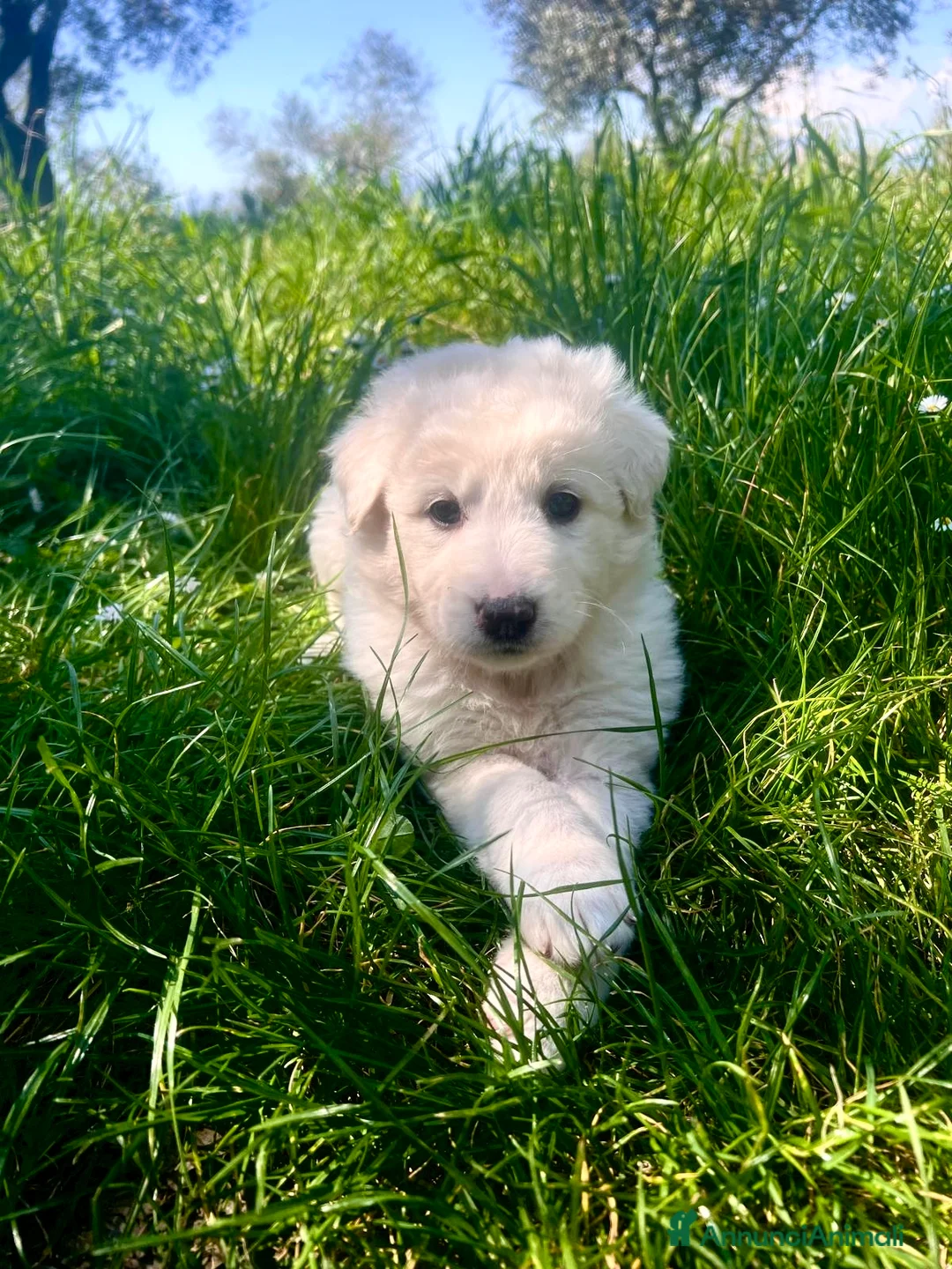 Meticcio cani in regalo: Cucciolo femmina taglia medio abbondante  - Annuncio 3