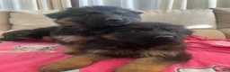 Pastore Tedesco cani in vendita: CUCCIOLI DI PASTORE TEDESCO a Provincia di Vercelli - Annuncio 2