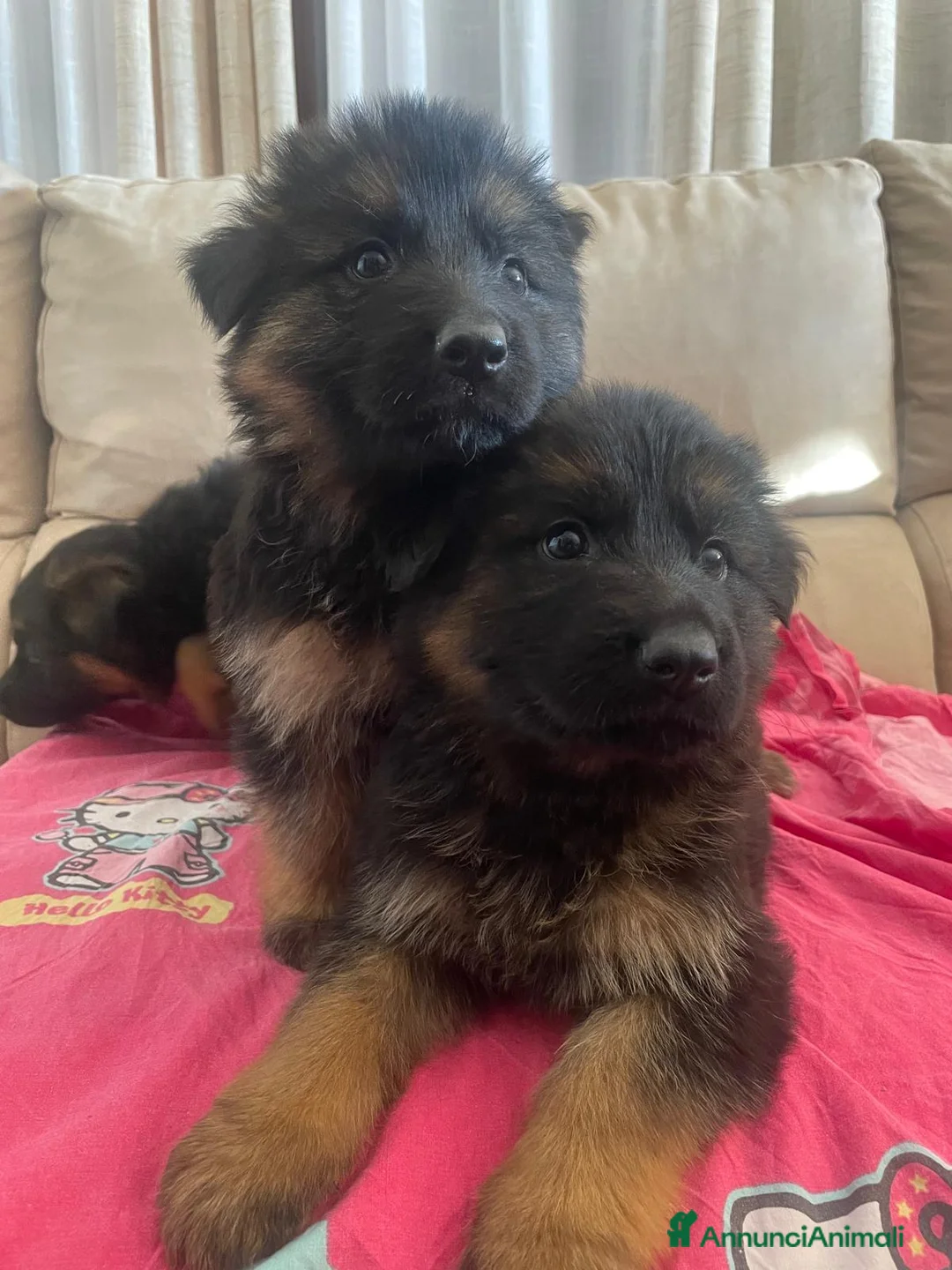 Pastore Tedesco cani in vendita: CUCCIOLI DI PASTORE TEDESCO a Provincia di Vercelli - Annuncio 2
