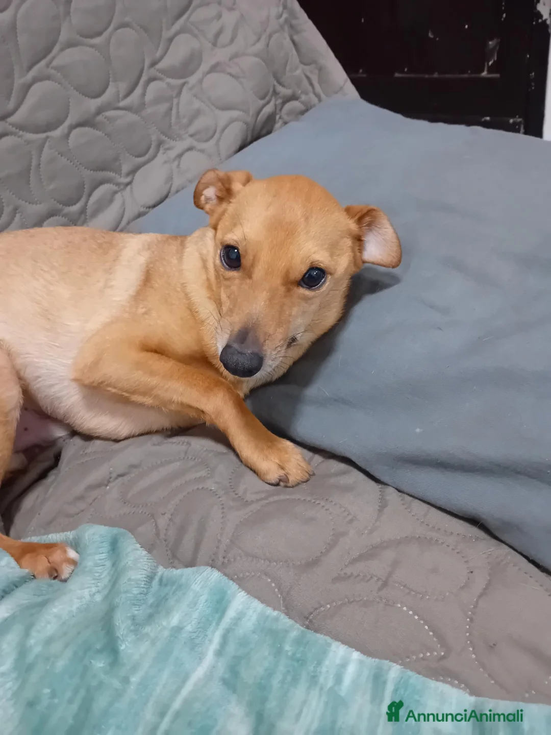 Meticcio cani in regalo: Simba meticcio a Provincia di Biella - Annuncio 1