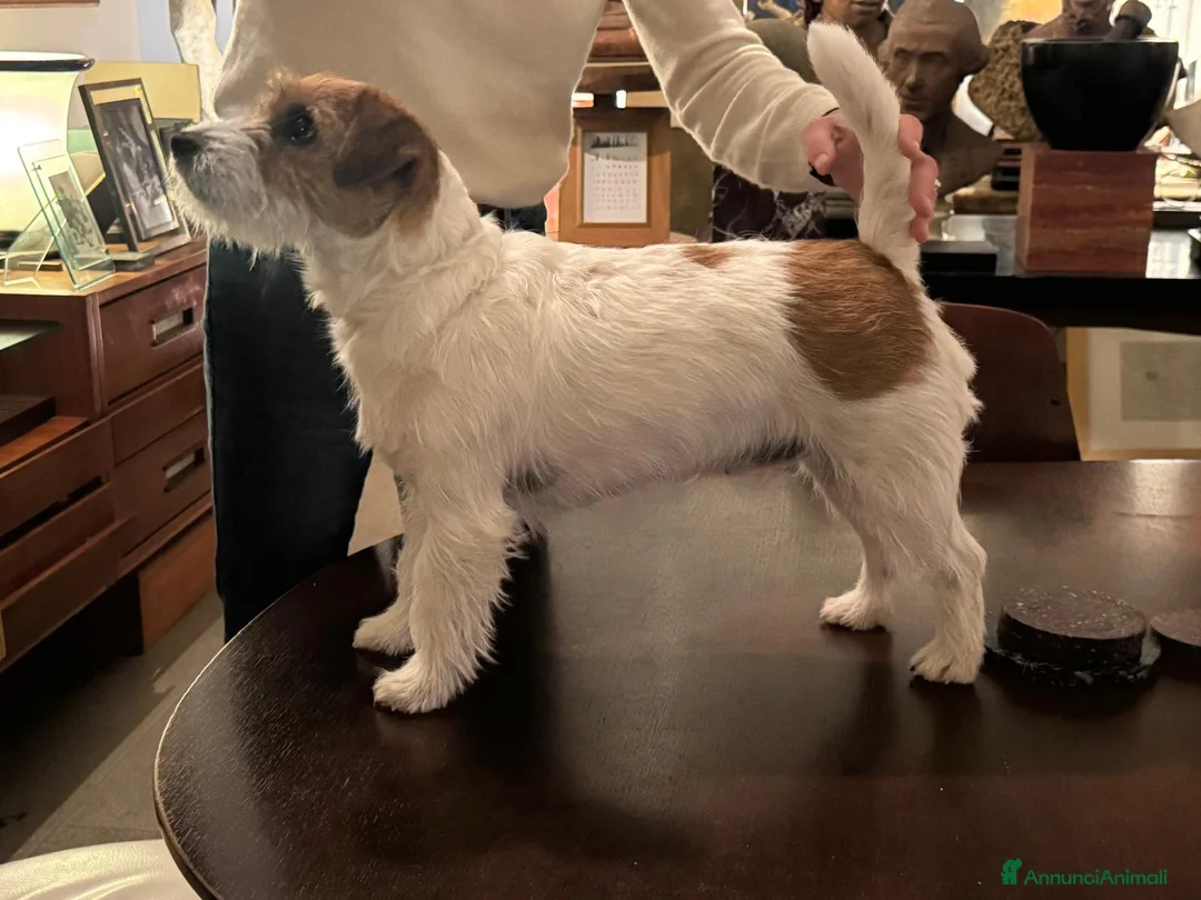 Jack Russell cani in vendita: Jack Russell Terrier femmine - Annuncio 4