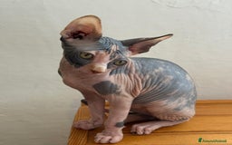 Sphynx gatti in vendita: Sphynx in vendita a Provincia di Ancona - Immagine 9