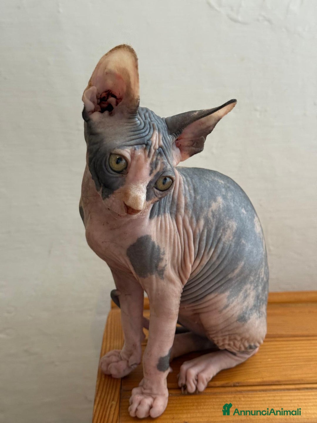 Sphynx gatti in vendita: Sphynx in vendita a Provincia di Ancona - Immagine 9